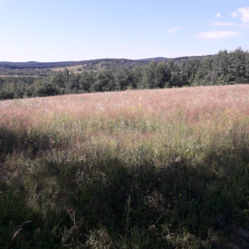 20180704_102836